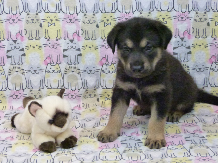 chinook puppy